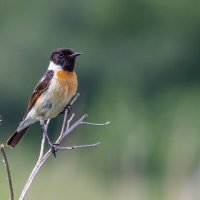 Красавчик. г. Миасс, поселок Селянкино. :: Алексей Трухин Красавчик. г. Миасс, поселок Селянкино. :: Алексей Трухин