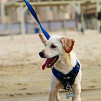 Моя любимая собака Хелли :: Владислав Воровский 