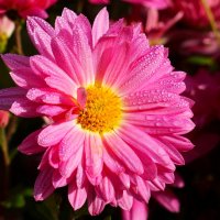 Доброе утро :: Юрий. Шмаков Доброе утро :: Юрий. Шмаков