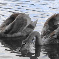 Лебединая молодежь :: Рита Симонова