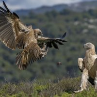 Атака! :: Shmual & Vika Retro