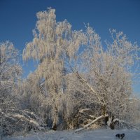 Солнечный день :: Anna Ivanova