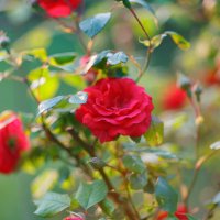 *** :: Иваннович *