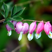 Разбитые сердца. :: nadyasilyuk Вознюк Разбитые сердца. :: nadyasilyuk Вознюк