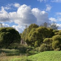 Ивы :: Ольга Савельева 