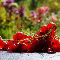 На  солнышке :: Нэлли Обертынская