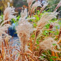 *** :: Witalij Löwin