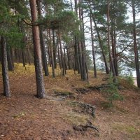 Репино :: Наталья Герасимова