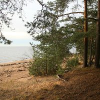 Репино :: Наталья Герасимова