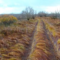 осень :: Сергей Никифоров