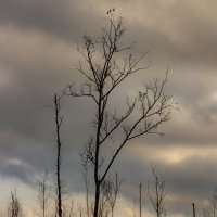 ветки дерева :: fogmeadowww m