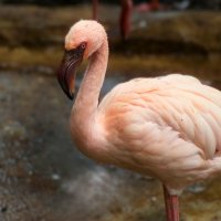 Грустный фламинго :: Юрий. Шмаков