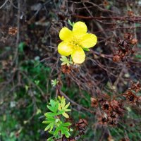 Совсем одинокий, слишком опоздал... :: Лия ☼ Совсем одинокий, слишком опоздал... :: Лия ☼