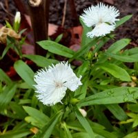 В капельках ноябрьского дождя. :: Лия ☼