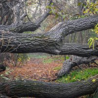 *** :: Игорь Протасов