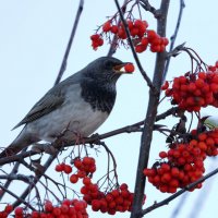 *** :: владимир 