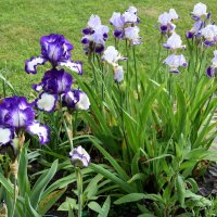 летнее :: tatiana 