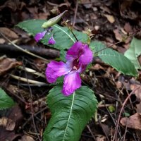 Орхидея ноября! :: Любовь 