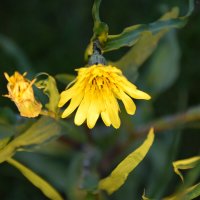 Вечерний цветок :: Юрий Полторыхин.