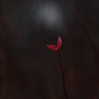 Ноябрь :: Роман Пацкевич Ноябрь :: Роман Пацкевич