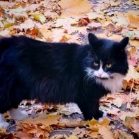 Красавчик :: Надежда 