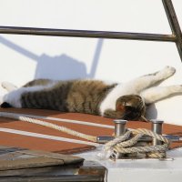 Кот Матроскин :: Геннадий Валеев Кот Матроскин :: Геннадий Валеев