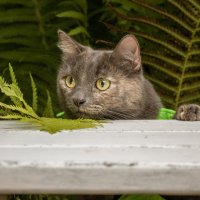 Котэ :: Андрей 