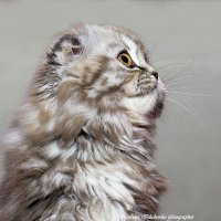 Котенок :: Светлана Ищенко