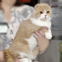 ... :: Светлана Ищенко