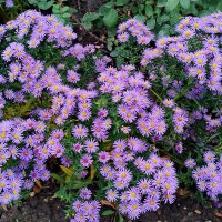 Сентябринки превратились в ноябринки :: Александр Чеботарь Сентябринки превратились в ноябринки :: Александр Чеботарь