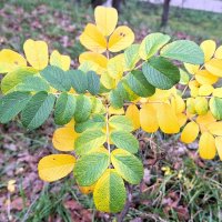 Последние листочки ноября :: Наталья 