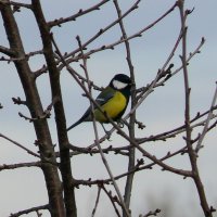 Синичка :: Елена Елена Синичка :: Елена Елена