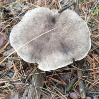 Грибной сезон :: Михаил Столяров