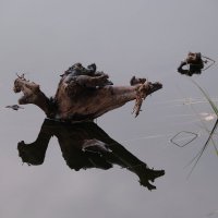 *** :: Владимир В