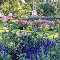 Осенние цветы :: Сапсан 