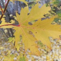 Клён :: Сапсан 