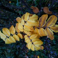 Остатки Золотой осени :: Андрей Лукьянов