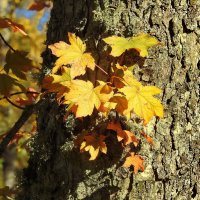 наша осень :: ИННА ПОРОХОВА наша осень :: ИННА ПОРОХОВА