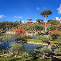 Краснодар. Японский сад в парке Галицкого :: Galina 