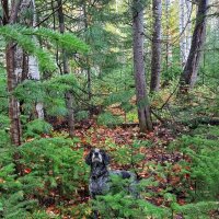 Кто там..? :: Ирина *