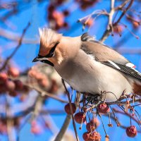 Свиристель :: SanSan 