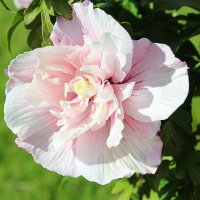 Зефирный гибискус :: Татьяна Лютаева Зефирный гибискус :: Татьяна Лютаева