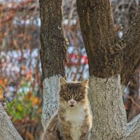 Белка - кличка кошки ,она от этого дерева ни отходит ... :: Giant Tao /