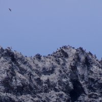 Обитатели Тихого океана :: Сергей Швечков