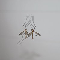 Вгляжусь в себя, как в зеркало,  до головокруженья. :: Юрий Вовк