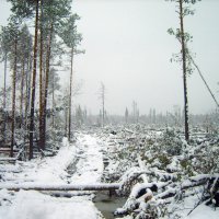 После ветровала :: Галина Ильясова После ветровала :: Галина Ильясова