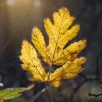 * :: Александр Иванов