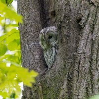 серая неясыть.молодая. :: юрий макаров серая неясыть.молодая. :: юрий макаров