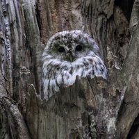 серая неясыть.молодая. :: юрий макаров серая неясыть.молодая. :: юрий макаров