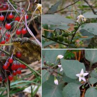 не все отцвели :: Лера не все отцвели :: Лера